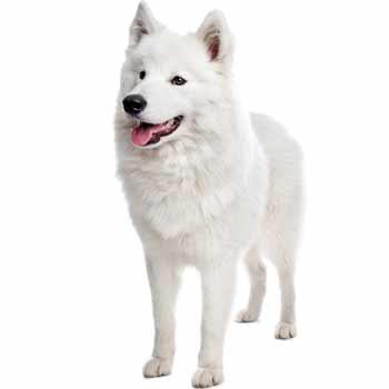 Samojed