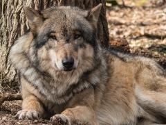Plemena psů inspirovaná vlky