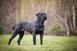 Průměrný věk psů plemene Cane Corso je ve vztahu se zbarvením srsti