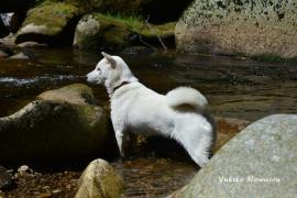 Hokkaido ken – pes jako národní památka