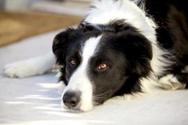 Délku života psů lze významně prodloužit