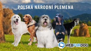 Polská národní plemena psů