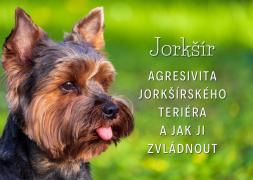 Agresivita Jorkšírského teriéra: Roztomilý ďábel v psím rouše?
