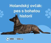 5 důvodů, proč si (NE)pořídit holandského ovčáka