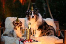 Psy a Silvester