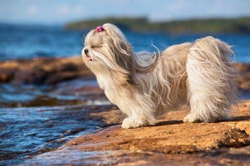 Nádherný Shih-tzu