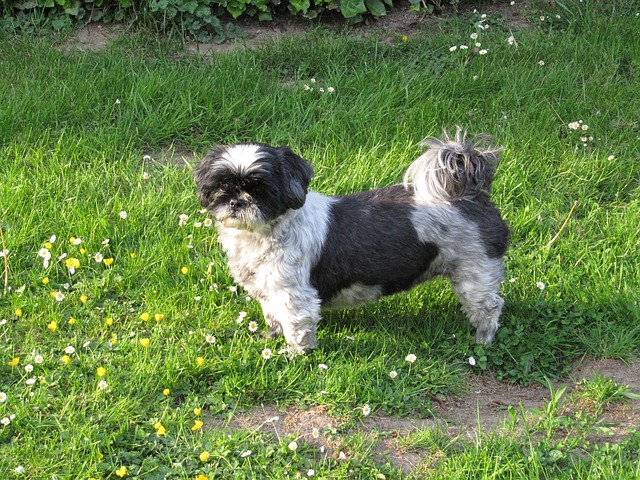 Shih tzu