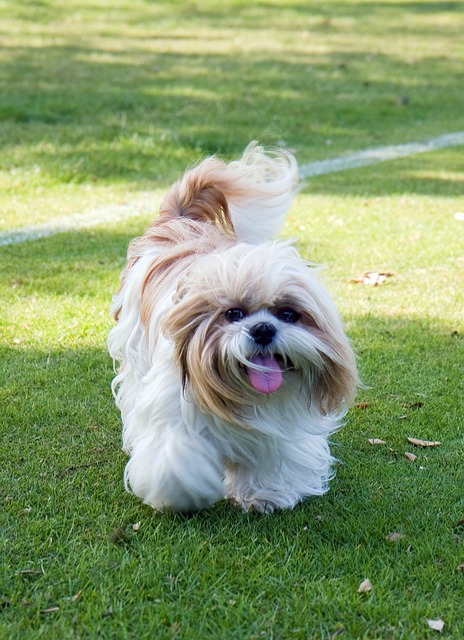 Shih-tzu