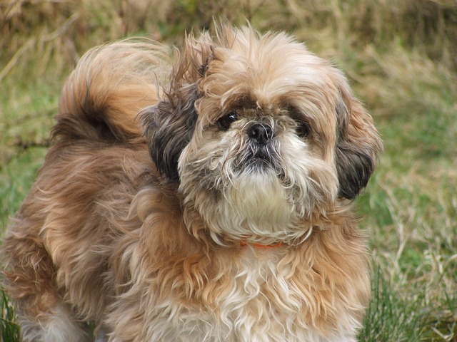 Shih-tzu