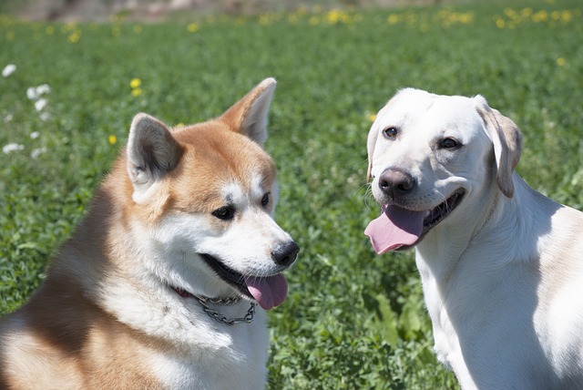 Akita inu a labrador