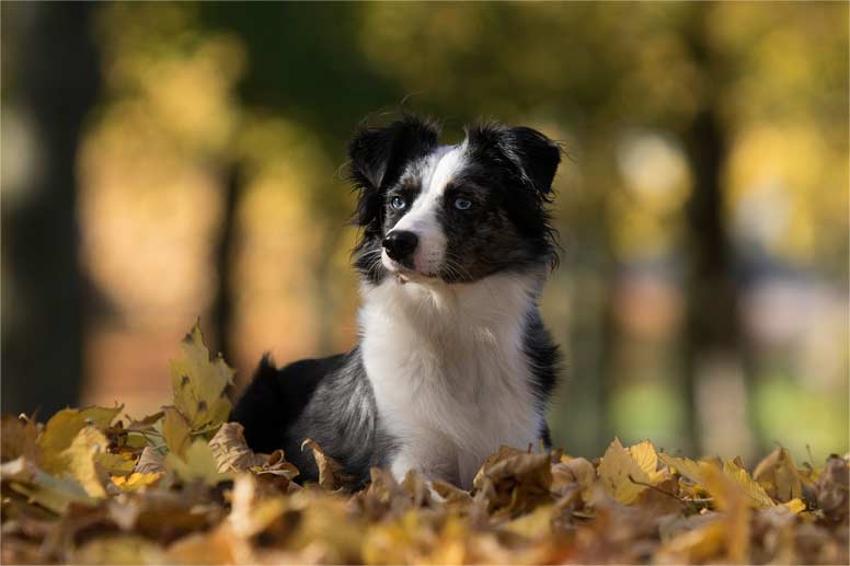 Mini Aussie (miniaturní Australský ovčák)