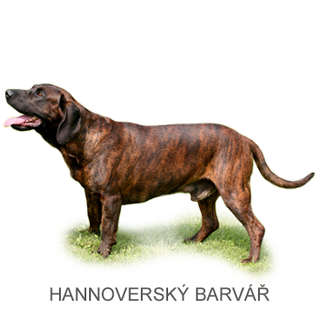 Hannoverský barvář