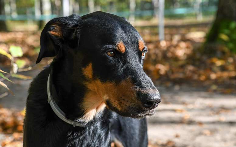 Beauceron