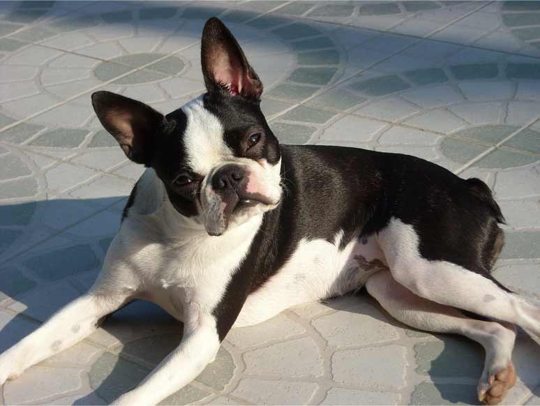 Boston terrier