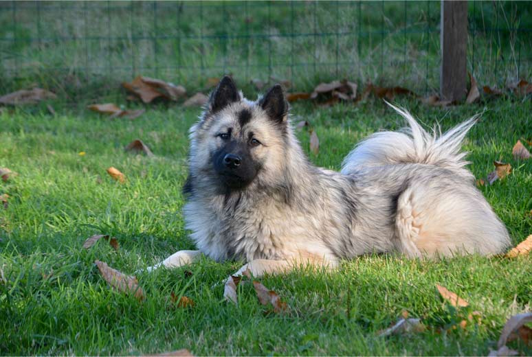 Eurasier v trávě