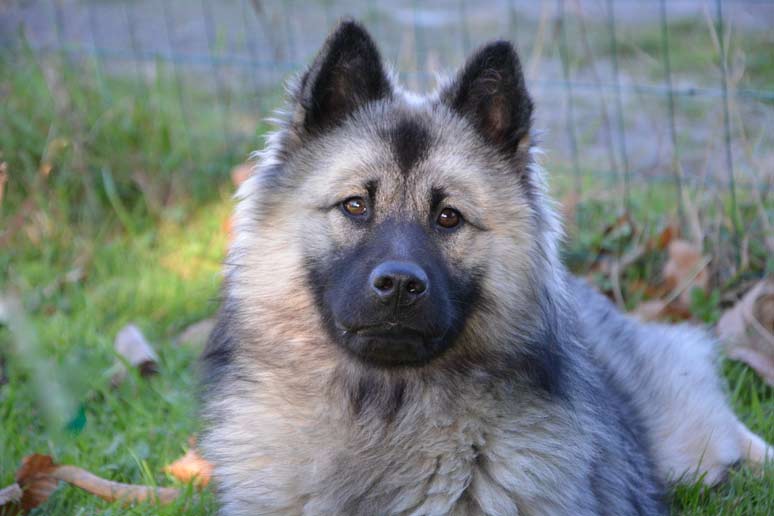 Eurasier - hlava