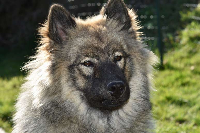 Eurasier