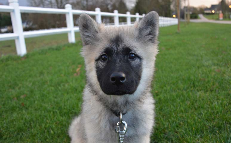 Eurasier