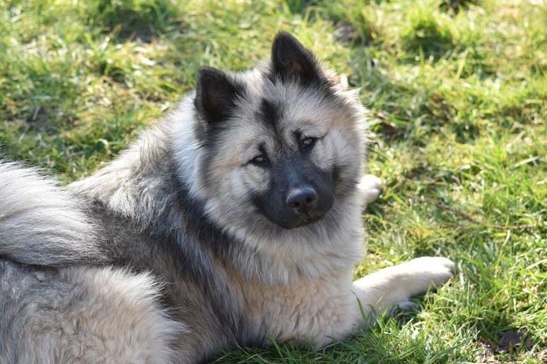 Eurasier