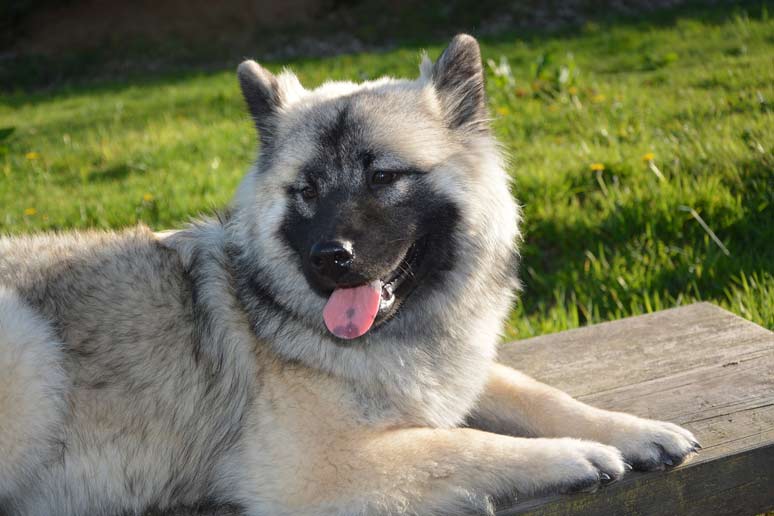 Eurasier