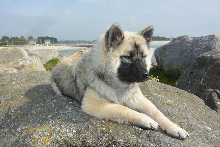 Eurasier