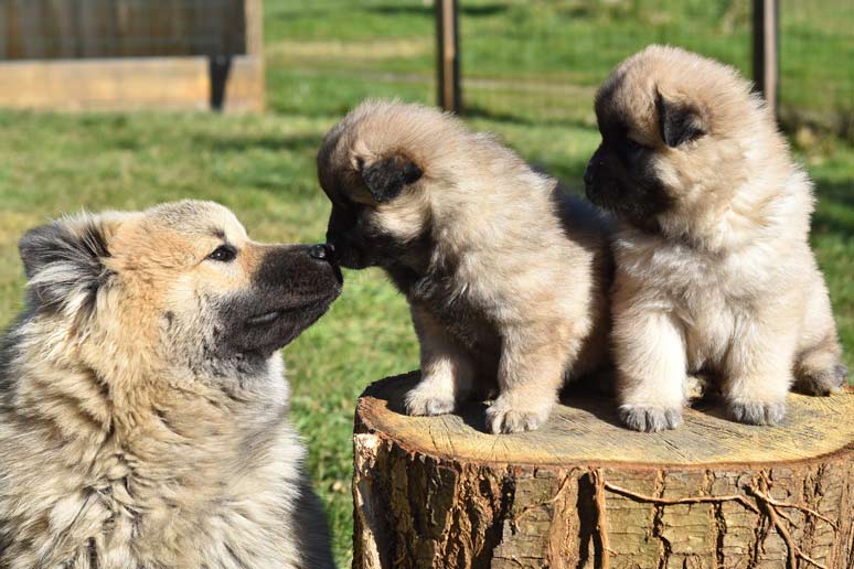 Eurasier se štěňátky