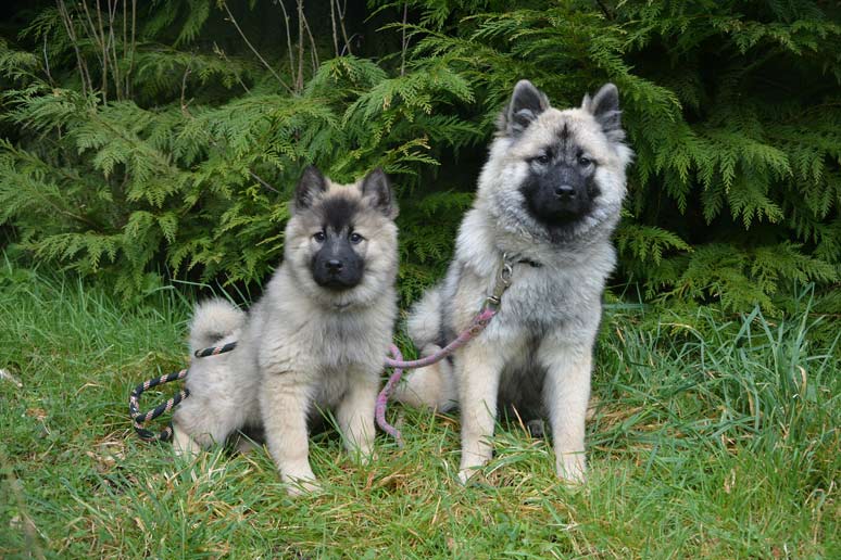 Eurasier