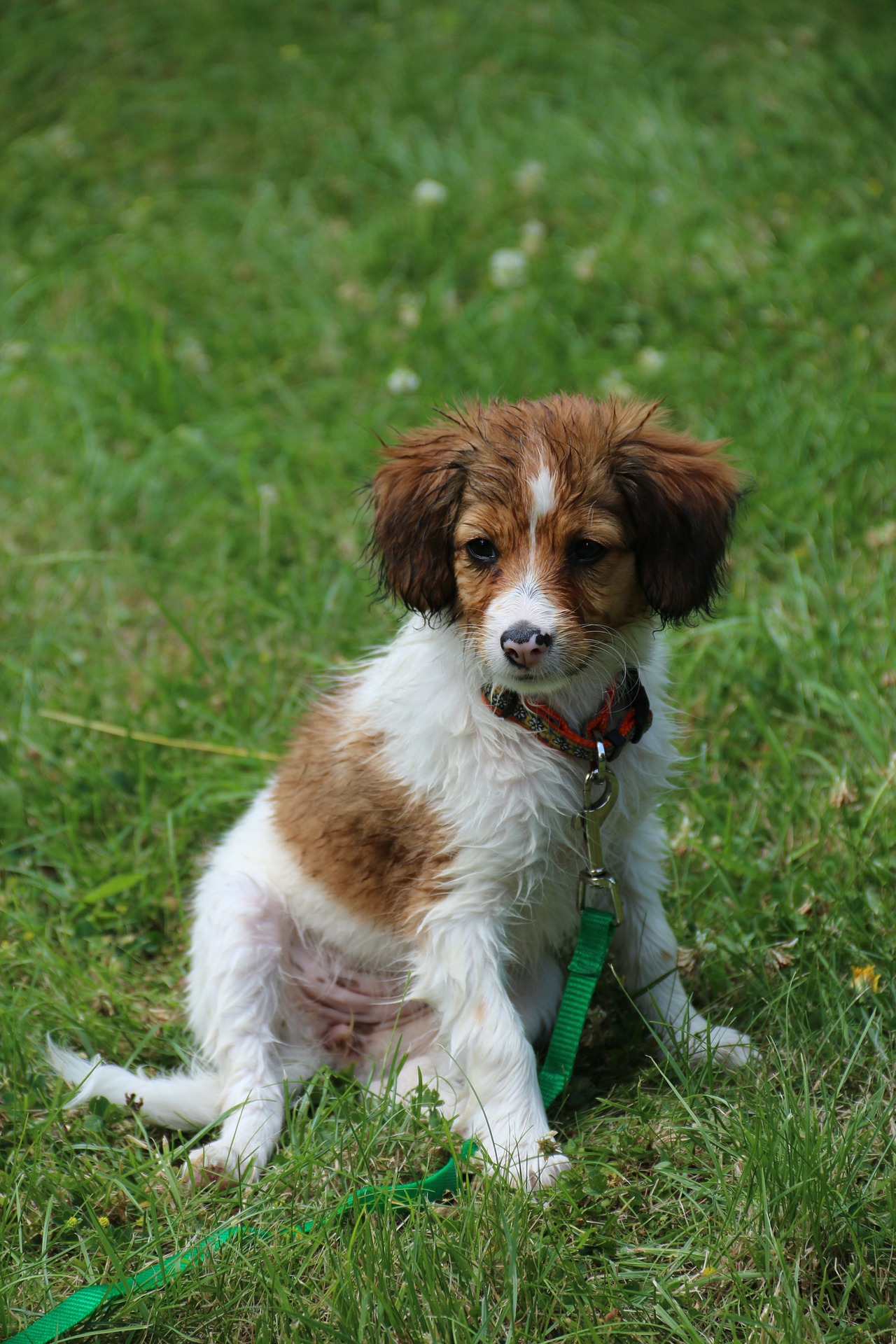 kooikerhondje