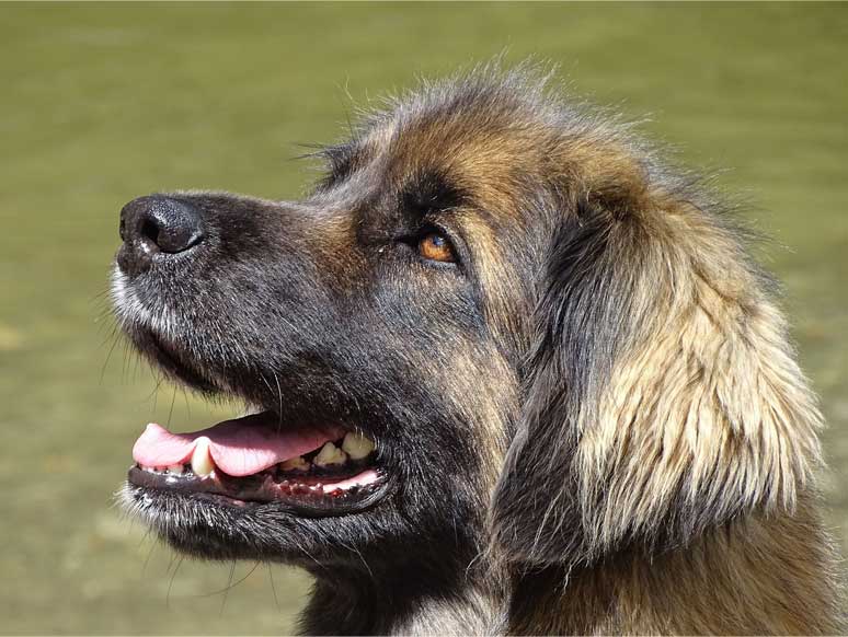 Leonberger