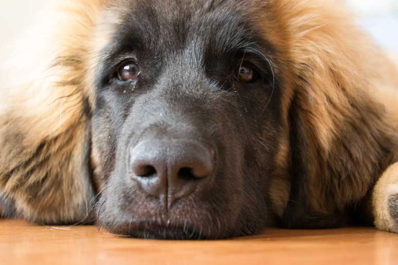 Leonberger