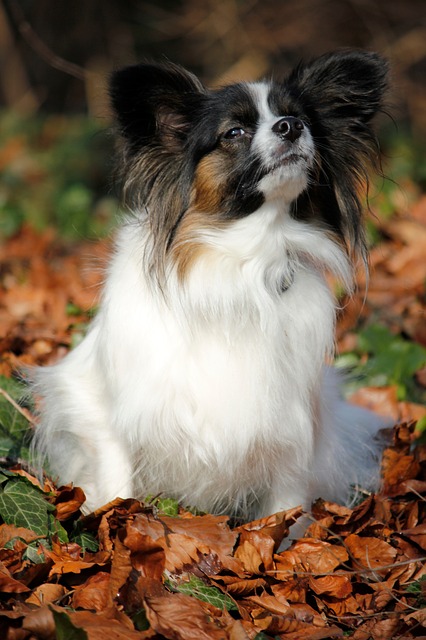 Papillon