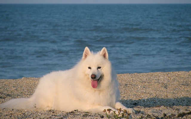 Samojed