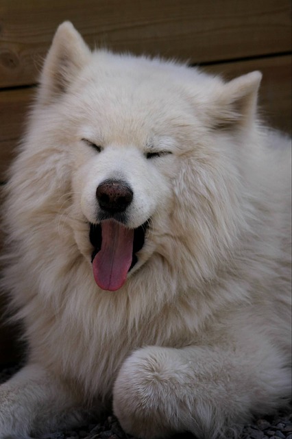 Samojed