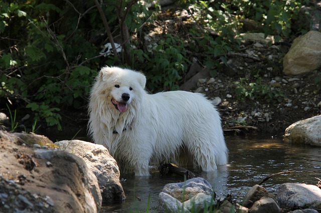 Samojed