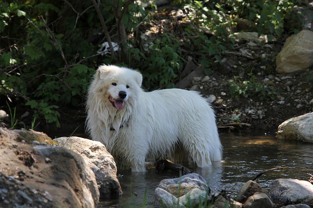 Samojed