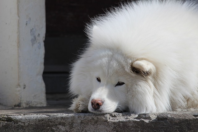 Samojed