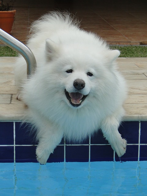 Samojed