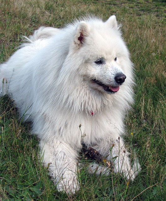 Samojed