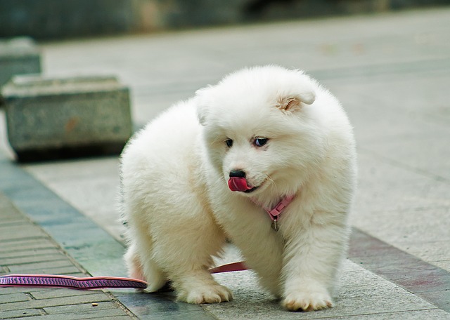 Samojed štěně