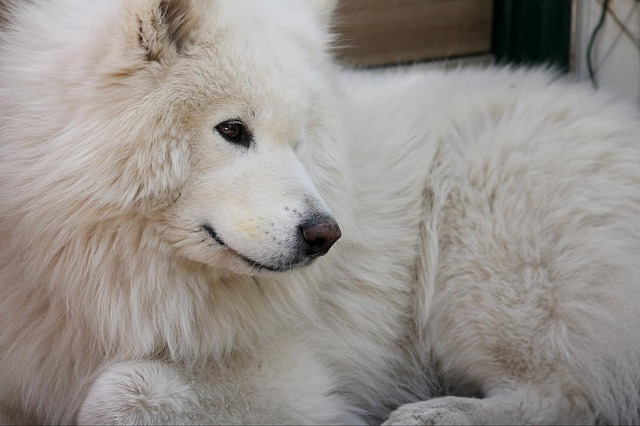 Samojed