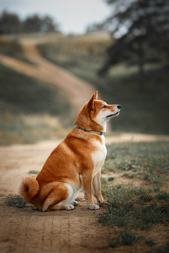 Shuba-Inu