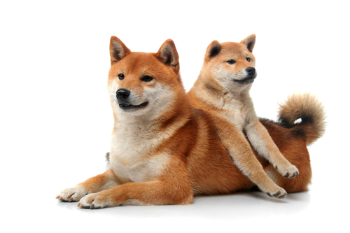 Štěňátko Shiby-Inu s maminkou