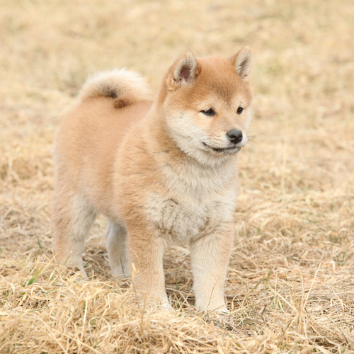 Shiba-Inu štěně