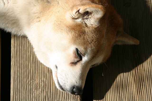 Shiba-inu