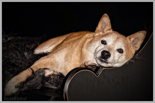 Shiba-Inu