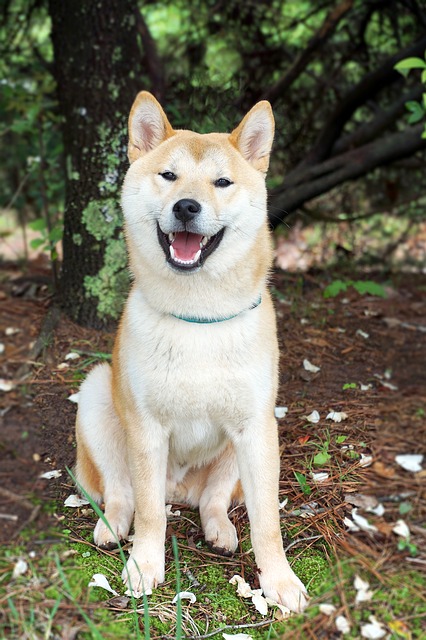 Shiba-Inu