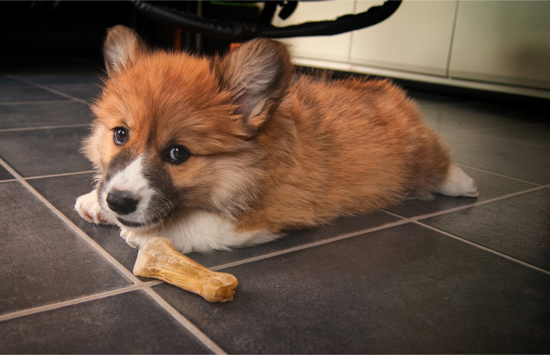 Welsh Corgi Pembroke