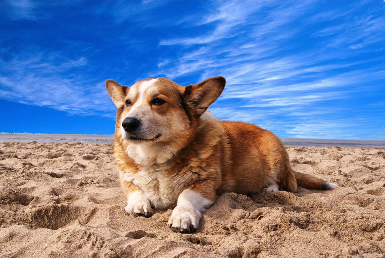 Welsh Corgi Pembroke