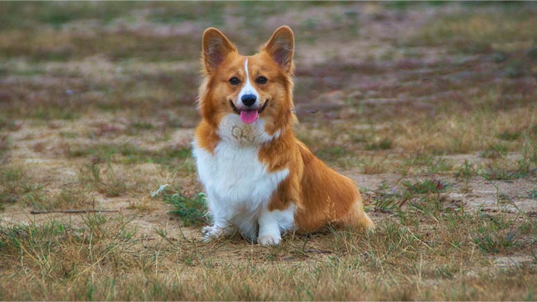 Welsh Corgi Pembroke