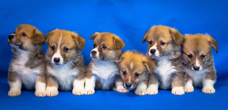 Welsh Corgi Pembroke